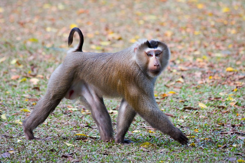 Khỉ đuôi lợn Safari Phú Quốc