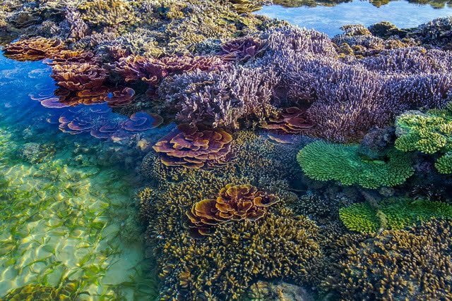 Đi bộ dưới biển và ngắm rặng san hô rực rỡ sắc màu tại Phú Quốc