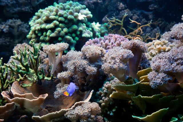 Đi bộ dưới biển và ngắm rặng san hô rực rỡ sắc màu tại Phú Quốc