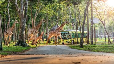 Vinpearl Safari - Sở thú bán hoang dã duy nhất tại Việt Nam